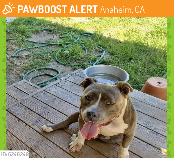 Found/Stray Male Dog last seen Anaheim , Anaheim, CA 92801