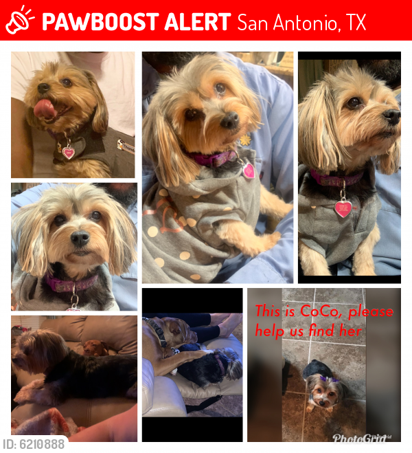 Lost Female Dog last seen Kallison Arbor 78254, San Antonio, TX 78254