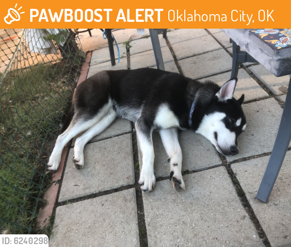 Found/Stray Female Dog last seen N meridian and nw 57th dt, Oklahoma City, OK 73112