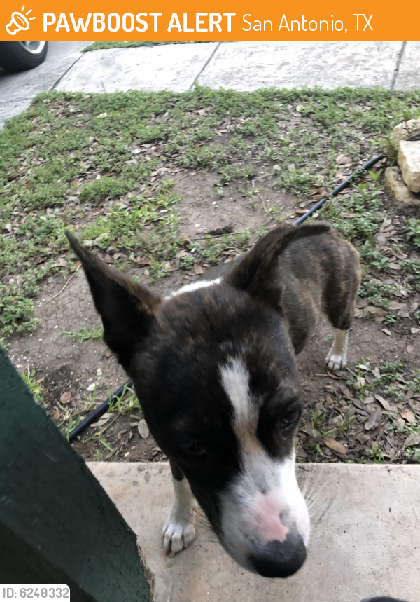 Found/Stray Female Dog last seen Timberhill , San Antonio, TX 78238