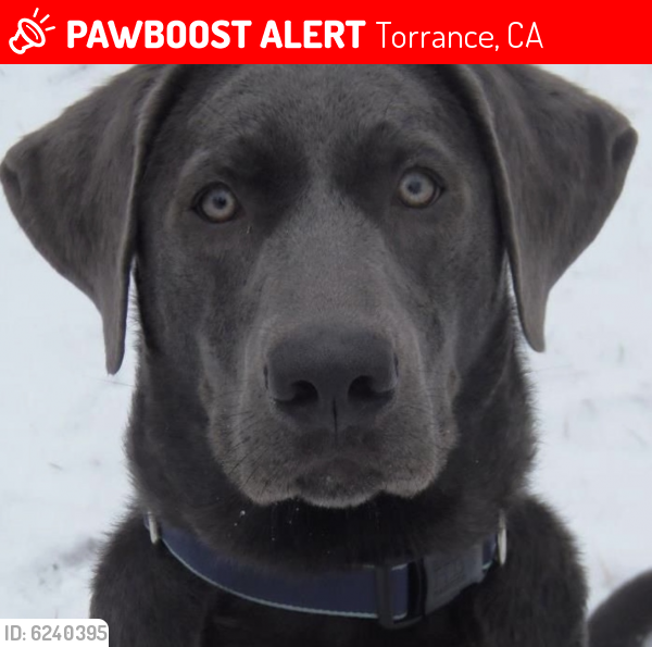 Lost Female Dog last seen Torrance Blvd and Crenshaw , Torrance, CA 90503