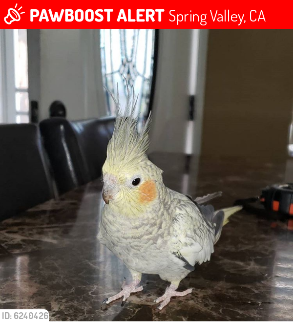 Lost Female Bird last seen Valencia st, Spring Valley, CA 91977