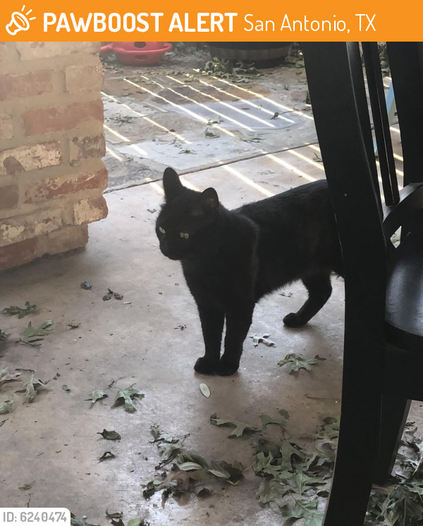 Found/Stray Male Cat last seen Broadway / East Terra Alta, San Antonio, TX 78209