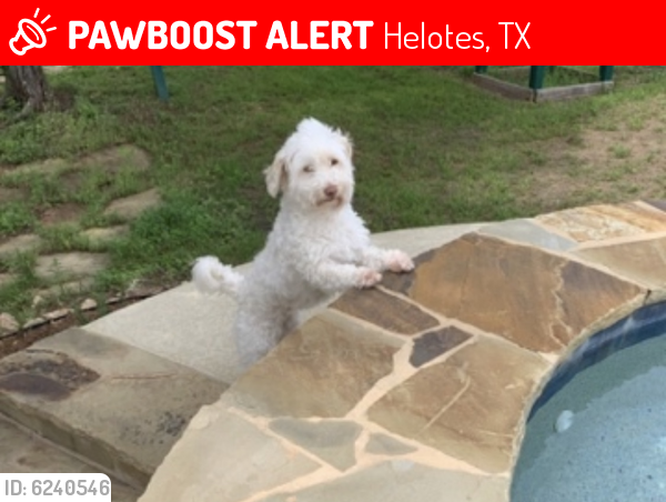 Lost Female Dog last seen Iron horse way, Helotes, TX 78023