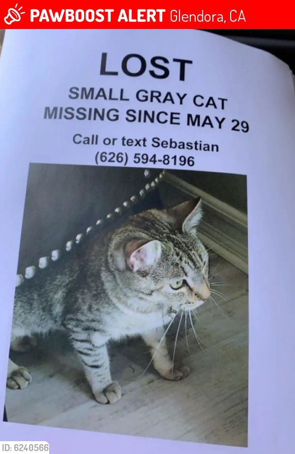 Lost Female Cat last seen Mullaghboy , Kilnaleck , Glendora, CA 91741