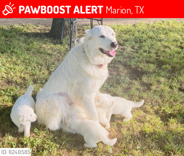 Lost Female Dog last seen Bolton rd, Haekerville , Marion, TX 78124
