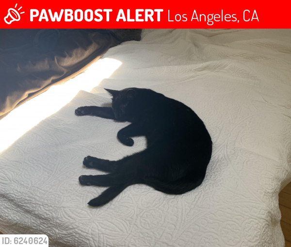 Lost Male Cat last seen n beverly glen blvd & Greendale dr, Los Angeles, CA 90077