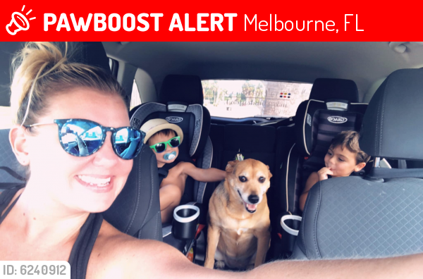 Lost Female Dog last seen Aurora & Croton, Melbourne, FL 32935