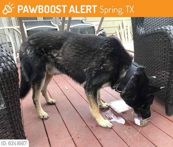 Found/Stray Male Dog last seen Cypresswood Drive, Spring, TX, Spring, TX 77379