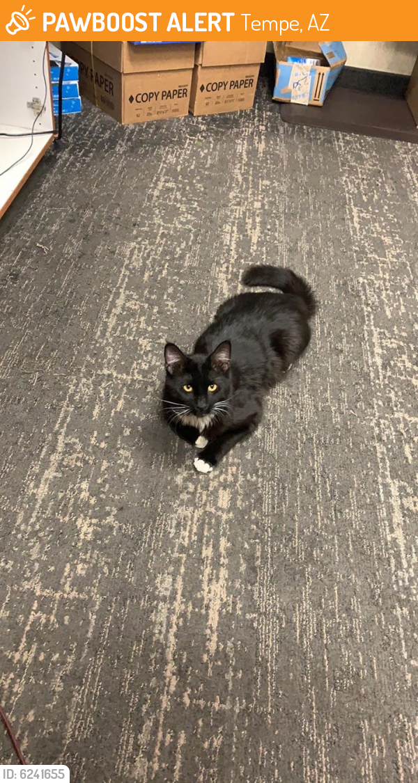 Found/Stray Male Cat last seen Hawthorn Suites Hotel in Tempe, Tempe, AZ 85282