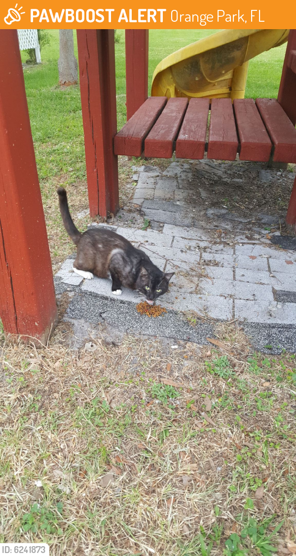 Found/Stray Male Cat last seen US 17 and Raggedy Point rd, Orange Park, FL 32003