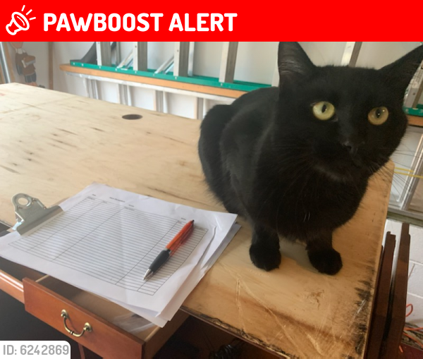 Lost Female Cat last seen Pattersons View Lane and River Club Way, Gloucester Point, VA 23072