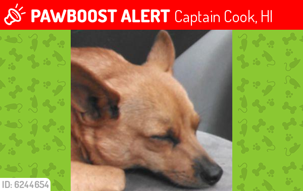 Lost Male Dog last seen Medeiros mountain, Captain Cook, HI 96704
