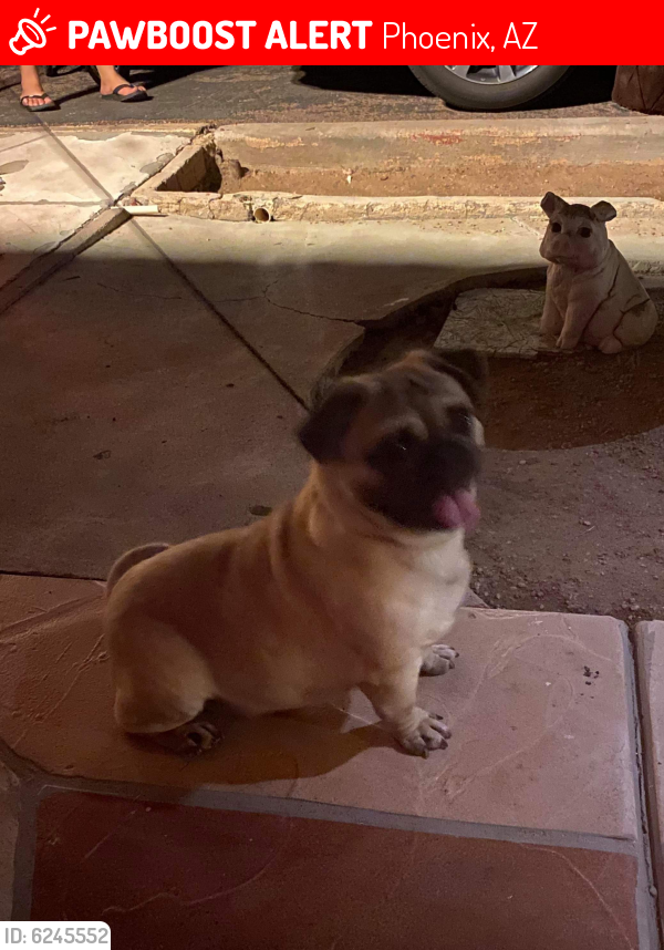 Lost Male Dog last seen 24th st. and Willeta , Phoenix, AZ 85008