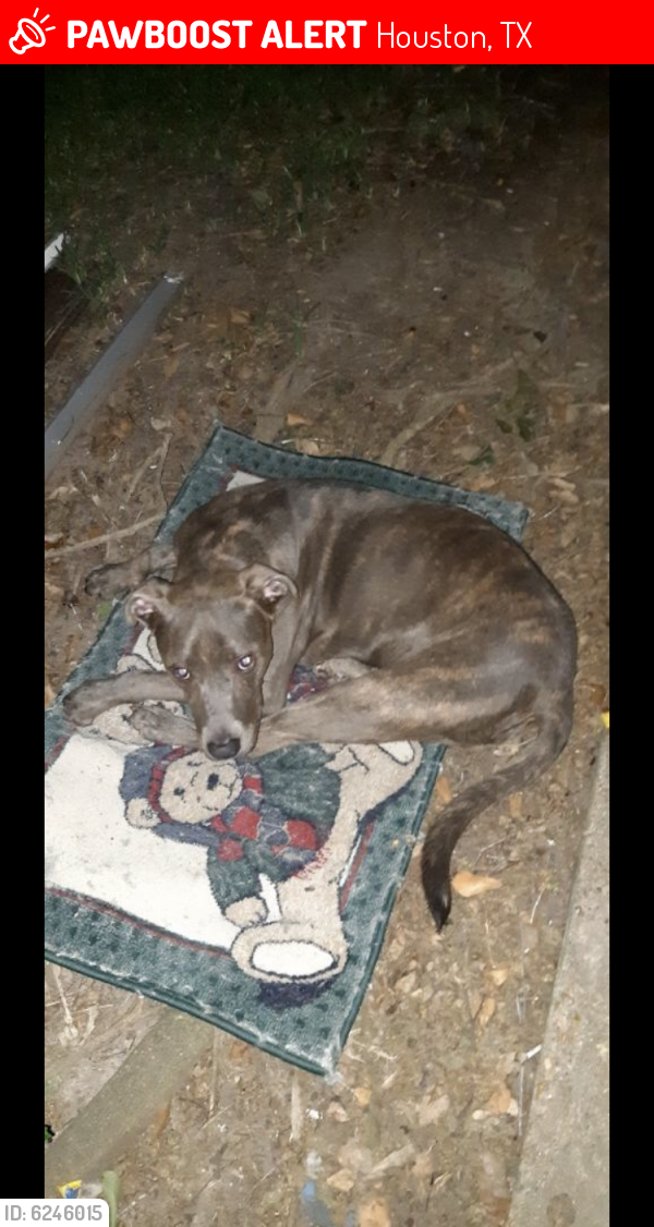 Lost Female Dog last seen Greens Point , Houston, TX 77060