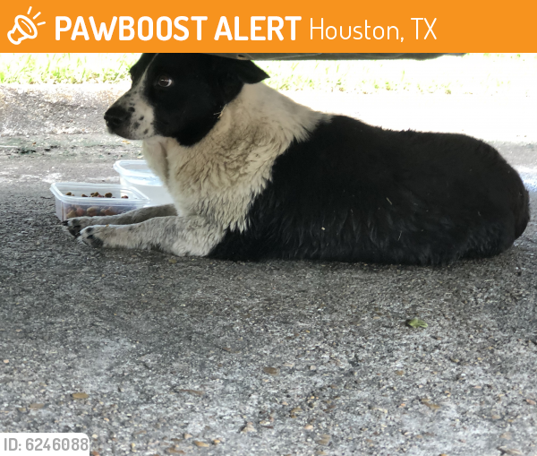 Found/Stray Unknown Dog last seen Fallbrook and 1960, Houston, TX 77086
