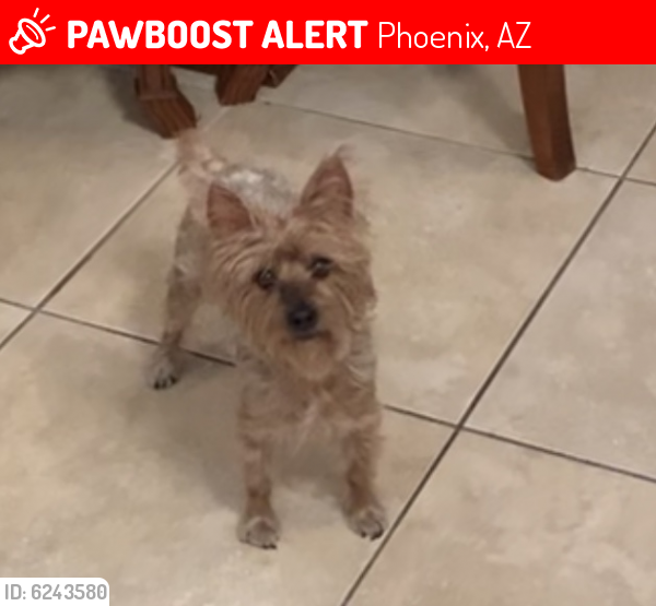 Lost Female Dog last seen 63rd and McDowell , Phoenix, AZ 85035