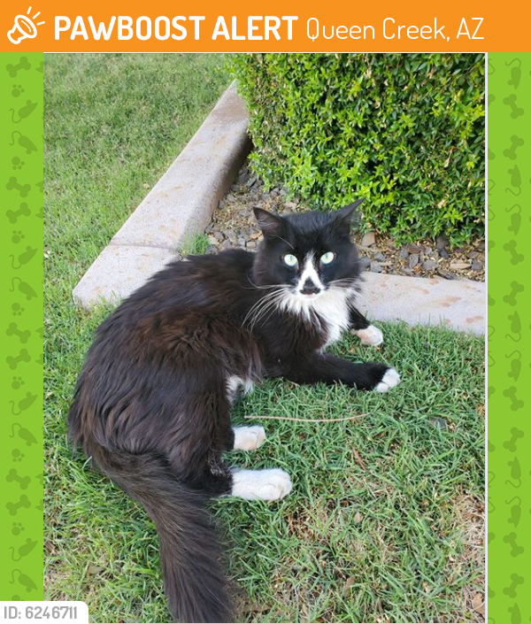 Rehomed Unknown Cat last seen Ocotillo and Hawes in Victoria development, Queen Creek, AZ 85142