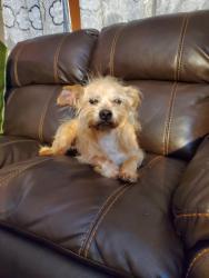 Reunited Male Dog last seen howe st., Paramount, CA 90723