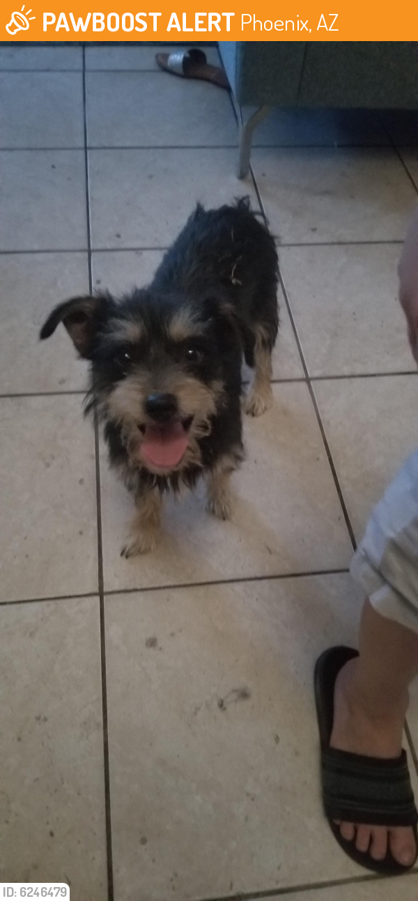 Found/Stray Male Dog last seen 86th ave and encanto, Phoenix, AZ 85037