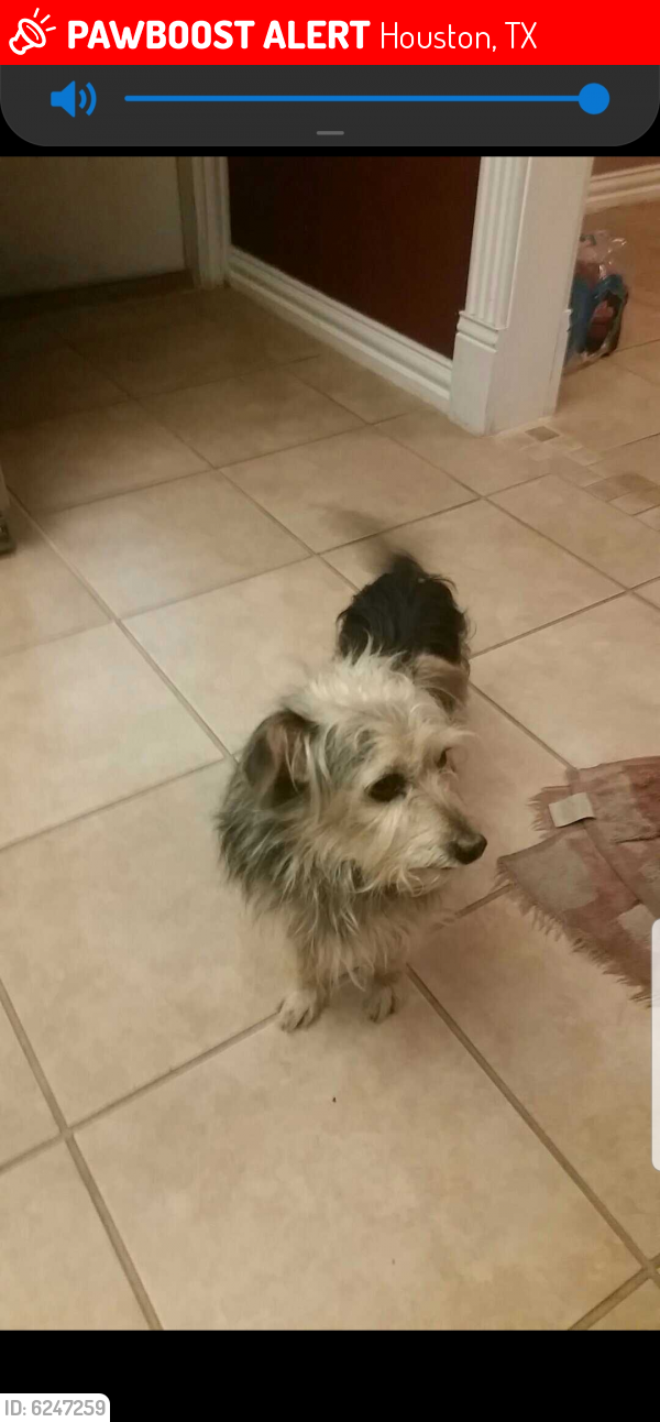 Lost Male Dog last seen West rd, Houston, TX 77064