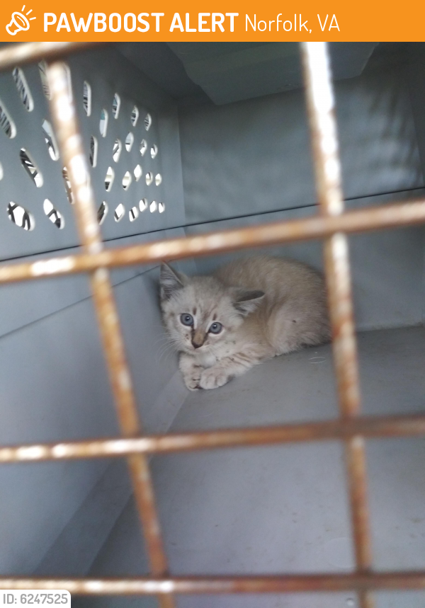 Found/Stray Unknown Cat last seen Mona ave , Norfolk, VA 23518