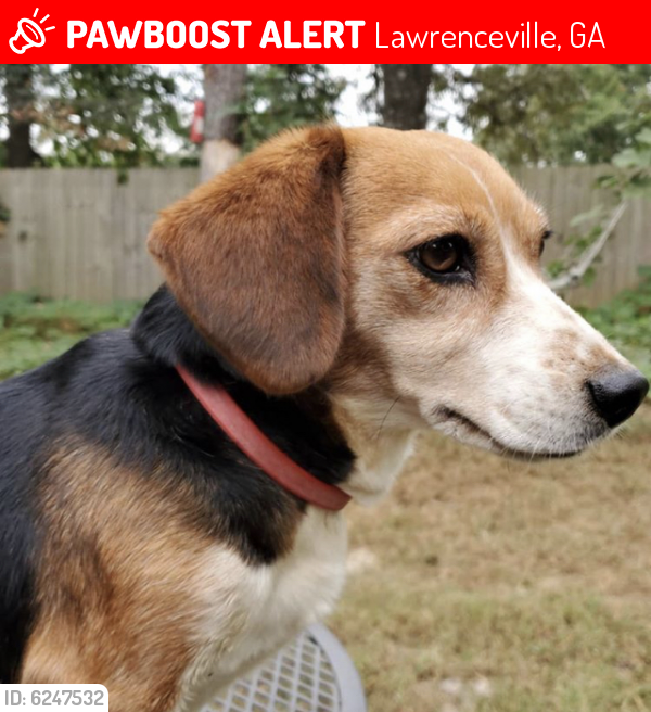 Lost Female Dog last seen Lawrenceville ga, Lawrenceville, GA 30046