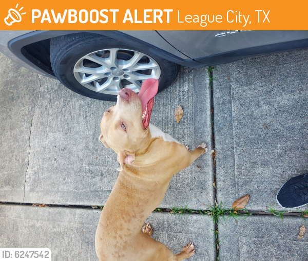 Found/Stray Female Dog last seen Watercastle ct., League City, TX 77573