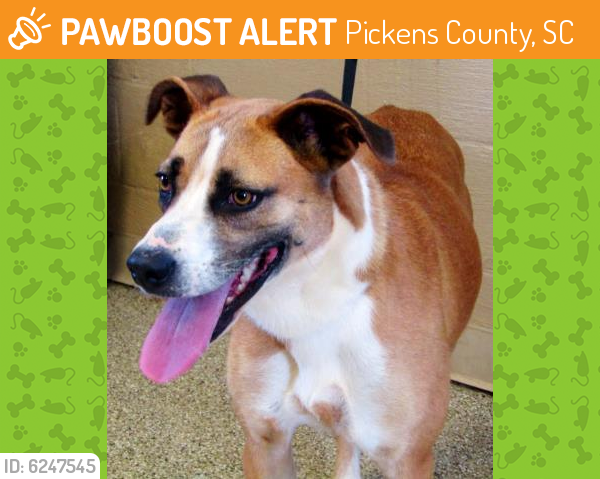 Rehomed Female Dog last seen  Cheyenne Tr., Pickens County, SC 29657