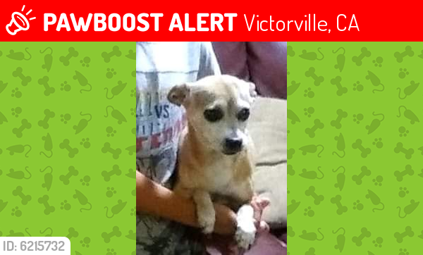 Lost Female Dog last seen Lindero& paute/11th street, Victorville, CA 92392