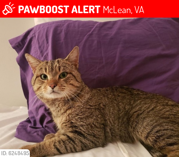Lost Male Cat last seen Intercection Mac Arthur Dr and Franklin Ave, McLean, VA 22101