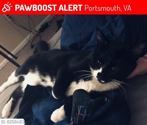 Lost Male Cat last seen The quarters at Parkview apartments, Portsmouth, VA 23704