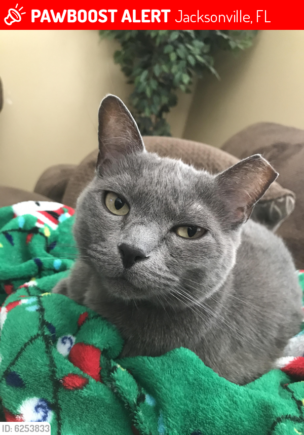 Jacksonville, FL Lost Female Cat, Lola Is Missing PawBoost