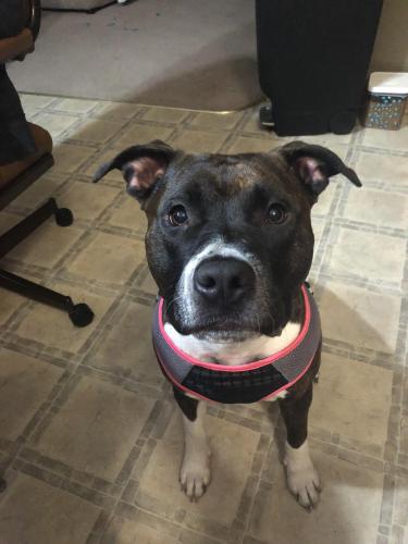 Lost Female Dog last seen 19th st and grand ave, West Des Moines, IA 50265