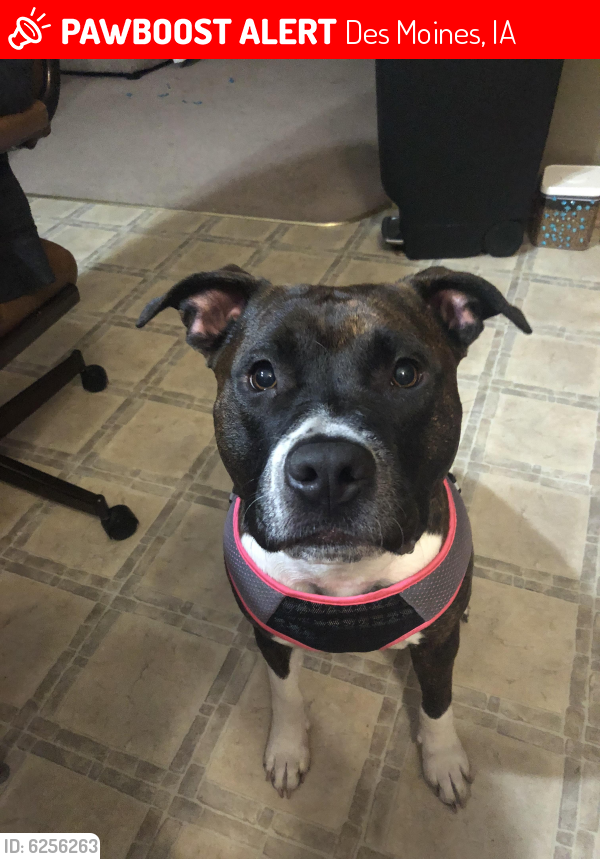 Lost Female Dog last seen 19th st and grand ave, West Des Moines, IA 50265