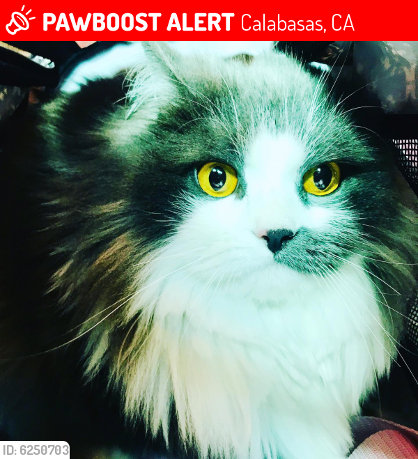 Lost Female Cat last seen Augora road , Calabasas, CA 91302