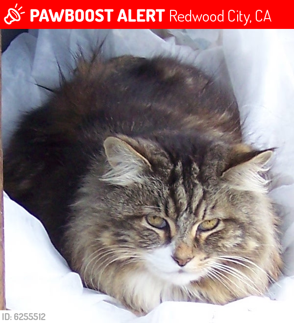 Lost Female Cat last seen Himmel & Rutherford, Redwood City, CA 94061