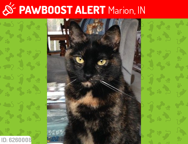 Lost Female Cat last seen Cherry court and Edgewater court, Marion, IN 46953