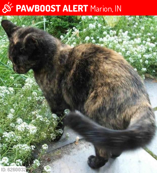 Lost Female Cat last seen East cherry court,Edgewater court, Marion, IN 46953