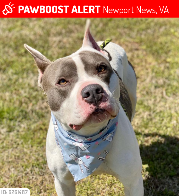 Lost Male Dog last seen 41st, Newport News, VA 23607