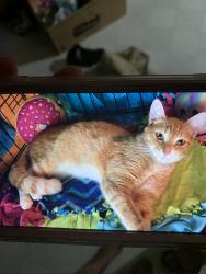 Reunited Male Cat last seen Near Winesap Drive, Austell, GA, USA, Austell, GA 30106