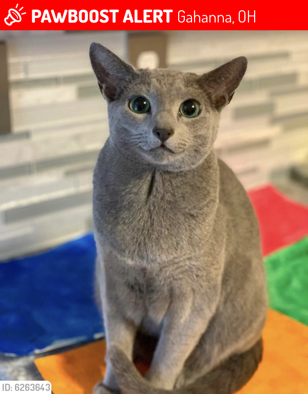 Lost Male Cat last seen Berkley Point, Gahanna, OH 43230
