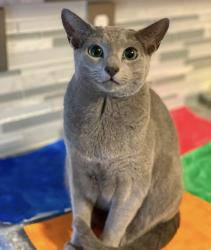 Lost Male Cat last seen Berkley Point, Gahanna, OH 43230