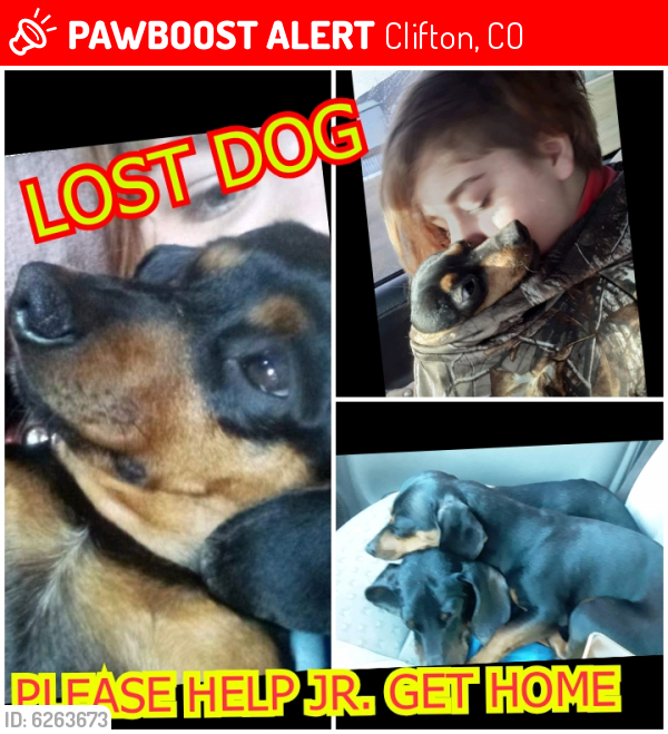 Lost Male Dog in Clifton, CO 81520 Named Jr (ID 6263673) PawBoost