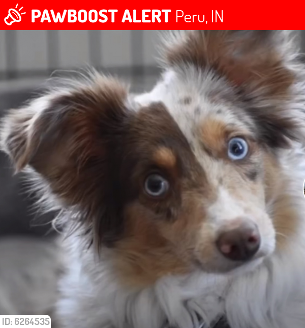 Lost Female Dog last seen Peru, IN, Peru, IN 46970