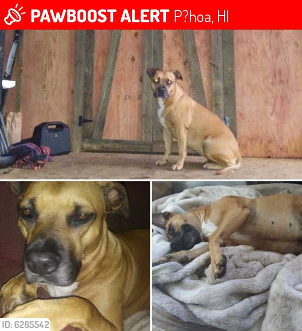 Lost Female Dog last seen Pahoa, P?hoa, HI 96778
