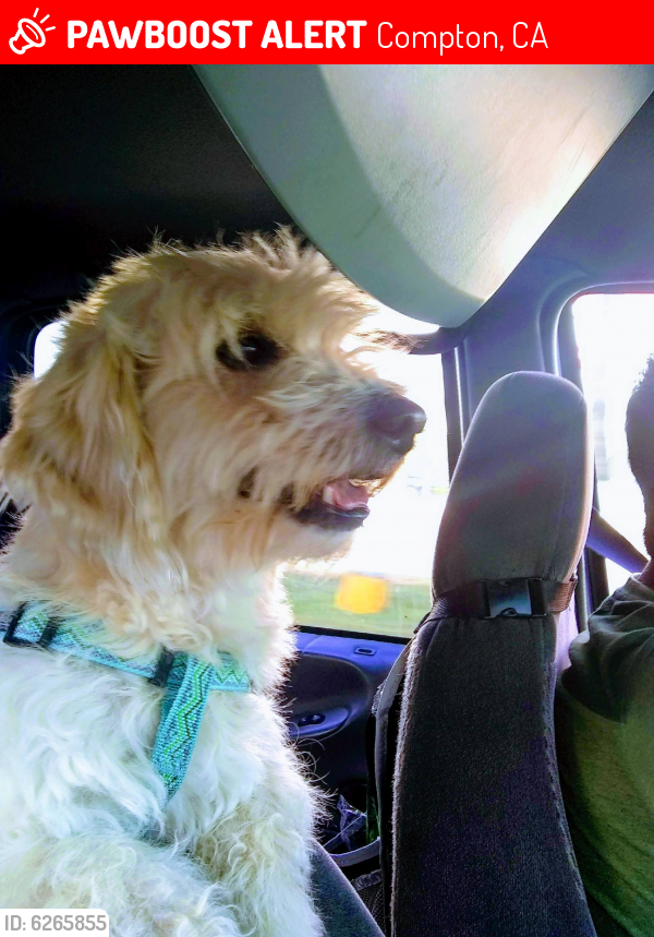 Lost Male Dog in Compton, CA 90221 Named Manny (ID 6265855) PawBoost