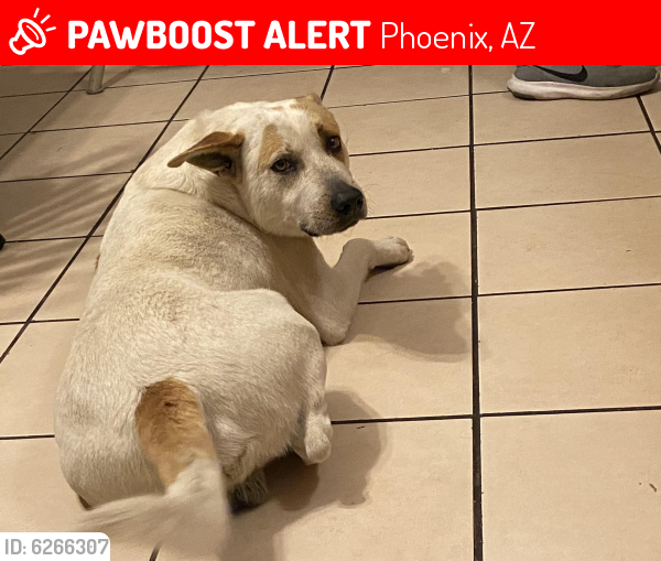 Lost Male Dog last seen 13th St and Southern , Phoenix, AZ 85042