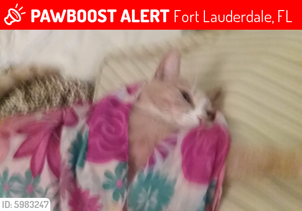 Lost Male Cat last seen PDQ Restaurant, US1, Ft. Lauderdale, FL, next to A.B.C. Wines  Liquors , Fort Lauderdale, FL 33306