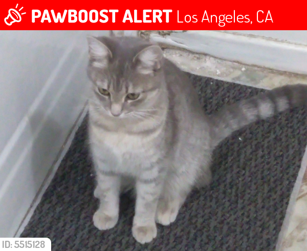 Lost Female Cat last seen Gault and woodman, Los Angeles, CA 91405